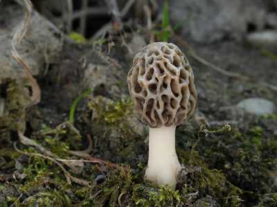 I funghi presenti nel territorio barese